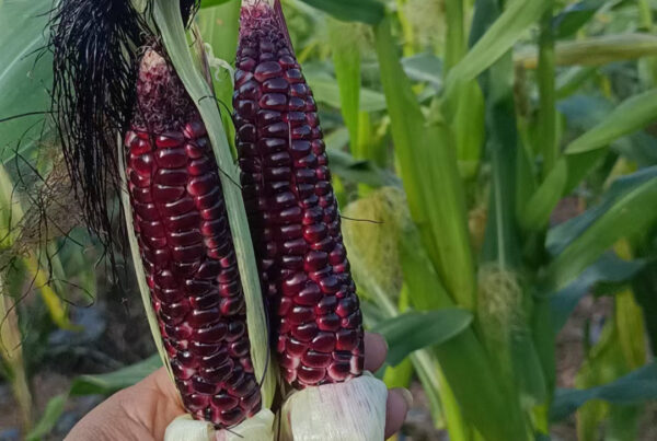 Ngô nếp (bắp nếp) tím